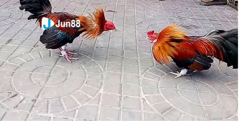 Đá gà Các hình thức Đá gà phổ biến thu hút nhiều người tham gia