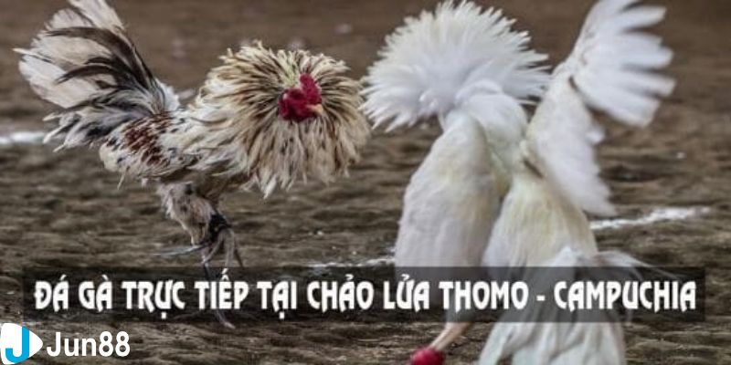 đá gà full hd Đá gà full hd trực tiếp là gì?