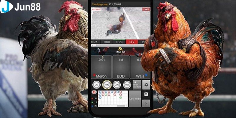 đá gà full hd Khám phá các hình thức nổi bật trong đá gà full hd?