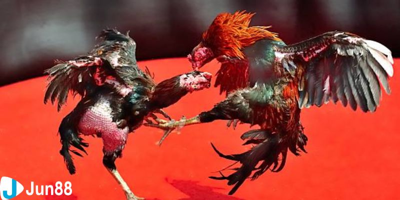 đá gà full hd Ưu điểm khi xem đá gà full hd tại nhà cái