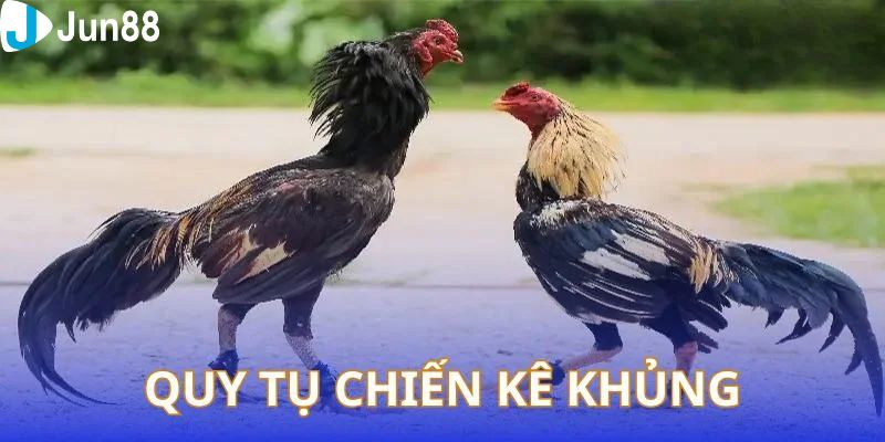 đá gà hôm nay c1 Những lưu ý khi mang kê chiến tham gia giải đá gà hôm nay C1