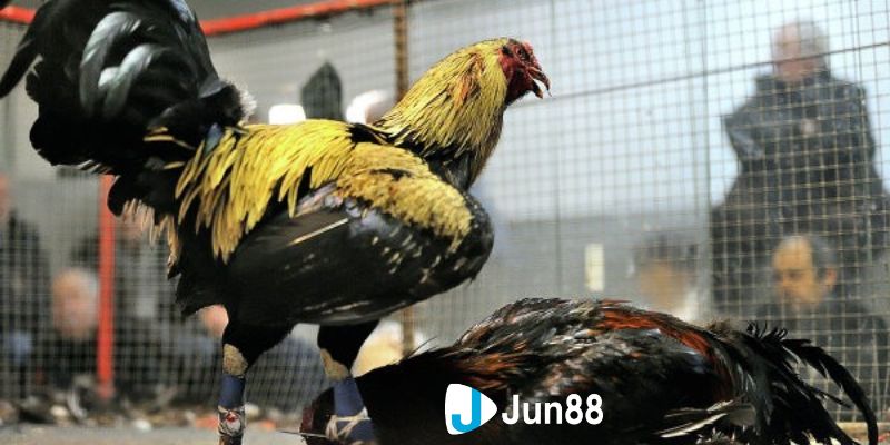 đá gà mạnh Tổng quan về đá gà mạnh