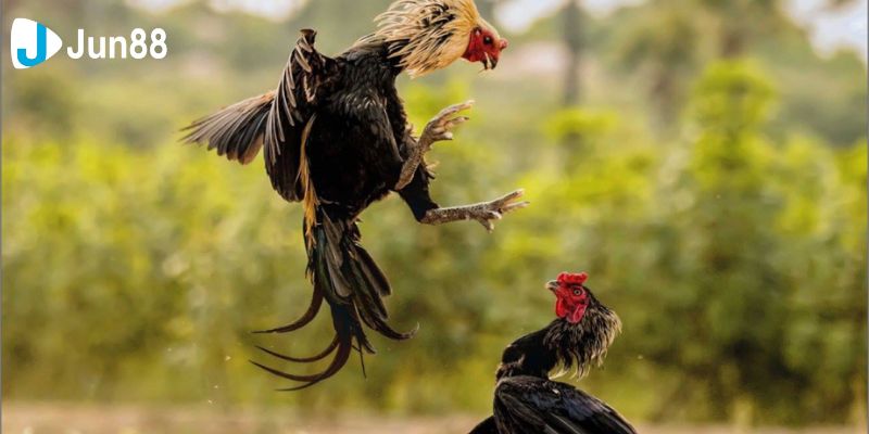 đá gà mạnh Những trận đấu đá gà mạnh đỉnh cao nhất từ trước đến nay