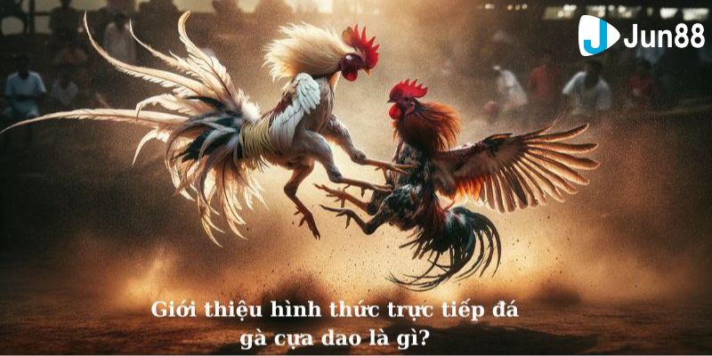 Đá gà trực tiếp cựa dao Đá gà trực tiếp cựa dao