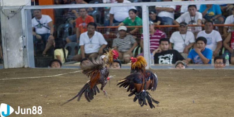 gà xanh mồng trích Lưu ý quan trọng trong chăm sóc gà xanh mồng trích