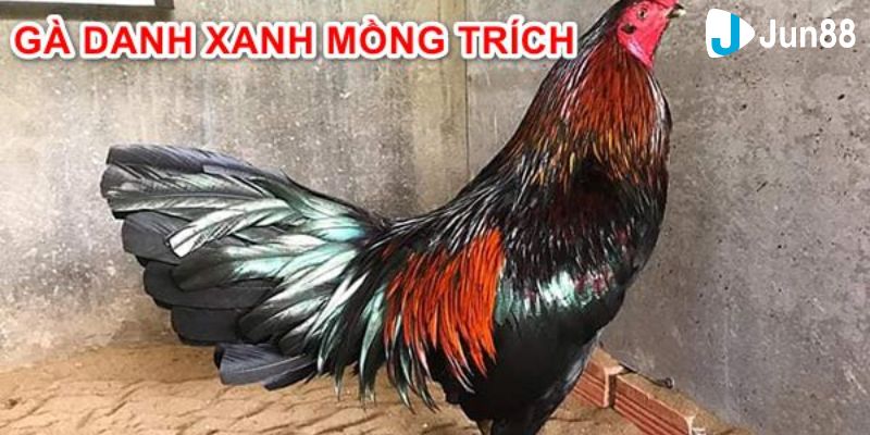 gà xanh mồng trích