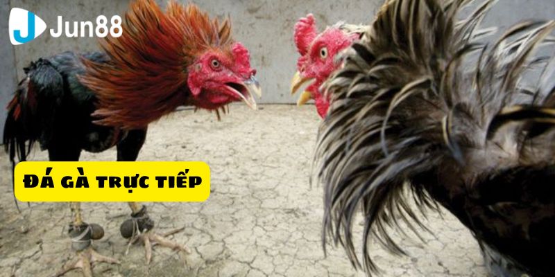 Cách thức tham gia chơi đá gà trực tiếp