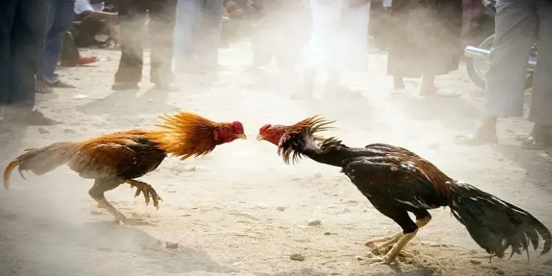 4 yếu tố chính tạo nên tên tuổi của đá gà 88